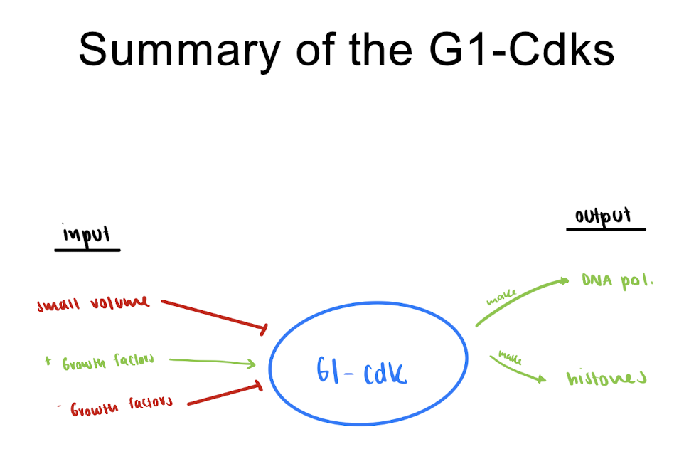 <p>= entry to S phase (DNA replication)</p><ul><li><p>should cell reproduce?</p></li></ul><p>→ NO : enters G0</p><p>→ YES : activates G1-Cdk proteins → DNA replication</p><p></p><p><u>Steps</u></p><ol><li><p>G1-Cdk signals synthesis of DNA pols &amp; histone proteins</p></li><li><p>when done, S phase begins</p></li></ol><p></p><p></p><p><u>in unicellular eukaryotes:</u></p><ul><li><p>cell must be large enough to reproduce bc it has more (+) signals</p></li></ul><p>→ small vol inhibits</p><p><span style="color: green;">ex. yeast cells: constant (-) signals, but (+) signals increase with larger size</span></p><p></p><p><u>in multicellular eukaryotes:</u></p><ul><li><p>(+) growth factors = reproduce</p></li><li><p>(-) growth factors = DONT reproduce</p></li></ul><p><span style="color: green;">ex. fibroblasts are stimulated by blood vessel damage → platelet cells release PDGF ( + GF)  → enzyme coupled PDGF receptor → fibroblasts reproduce → make collagen</span></p><ul><li><p><span style="color: green;"><em>this uses paracrine signalling &amp; PDGF is an enzyme coupled receptor (puts P on itself)</em></span></p></li></ul><img src="https://assets.knowt.com/user-attachments/5cf60bab-b5fe-4595-b226-7bcc93752a44.png" data-width="25%" data-align="center"><p></p><p><span style="color: green;">ex. fibroblasts are inhibited by cadherins</span></p><ul><li><p><span style="color: green;">plasma memb. proteins (cadherins) inhibit reproduction of adjacent cells </span></p></li></ul><p></p>