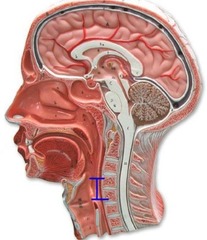 <p>Identify this region (be specific).</p>