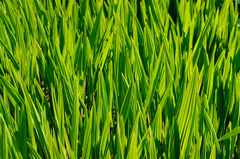 <p>vert</p>