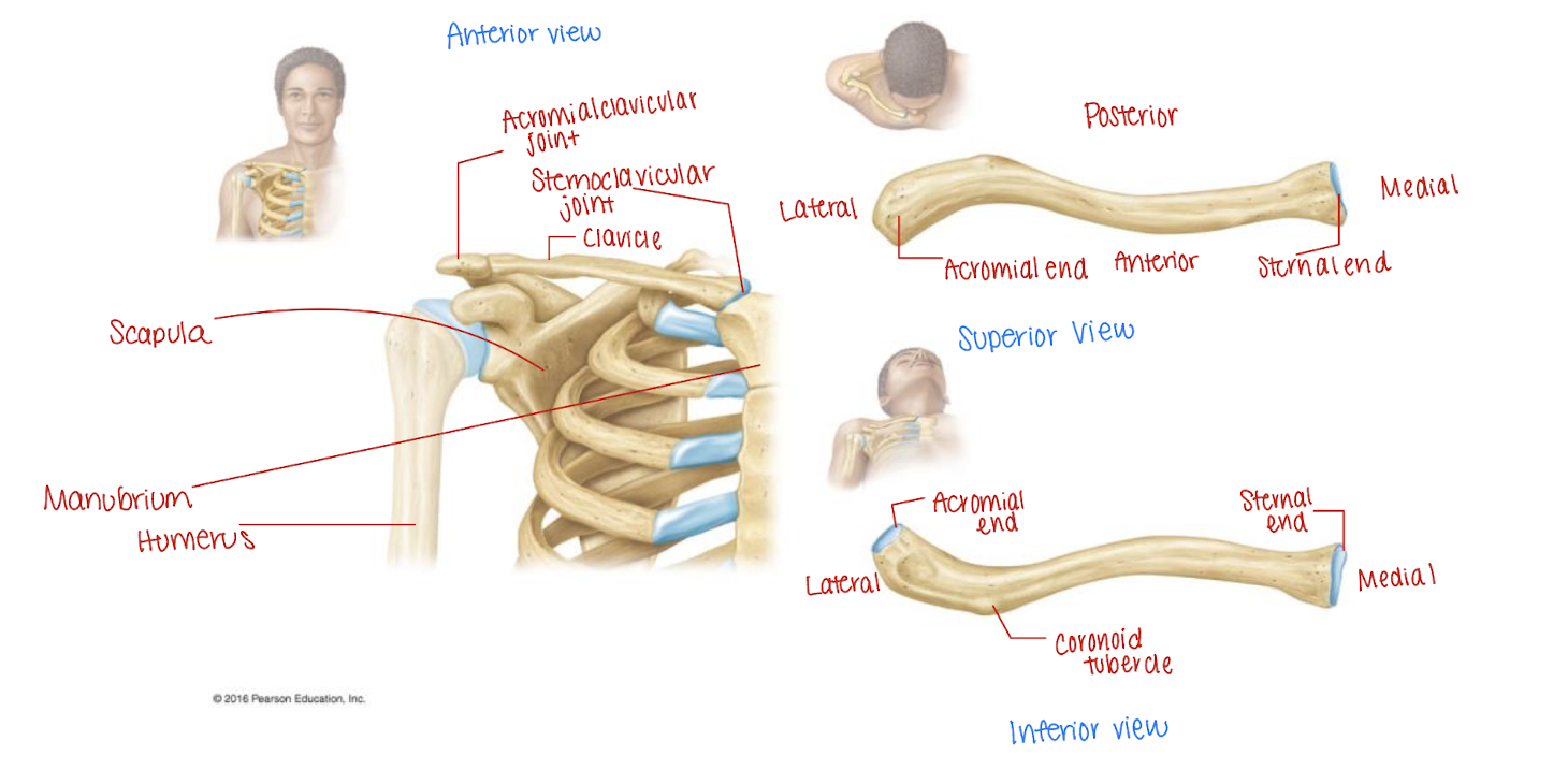 <p>the ____ end articulates with the process of the scapula called the acromion to form the ____ joint</p>