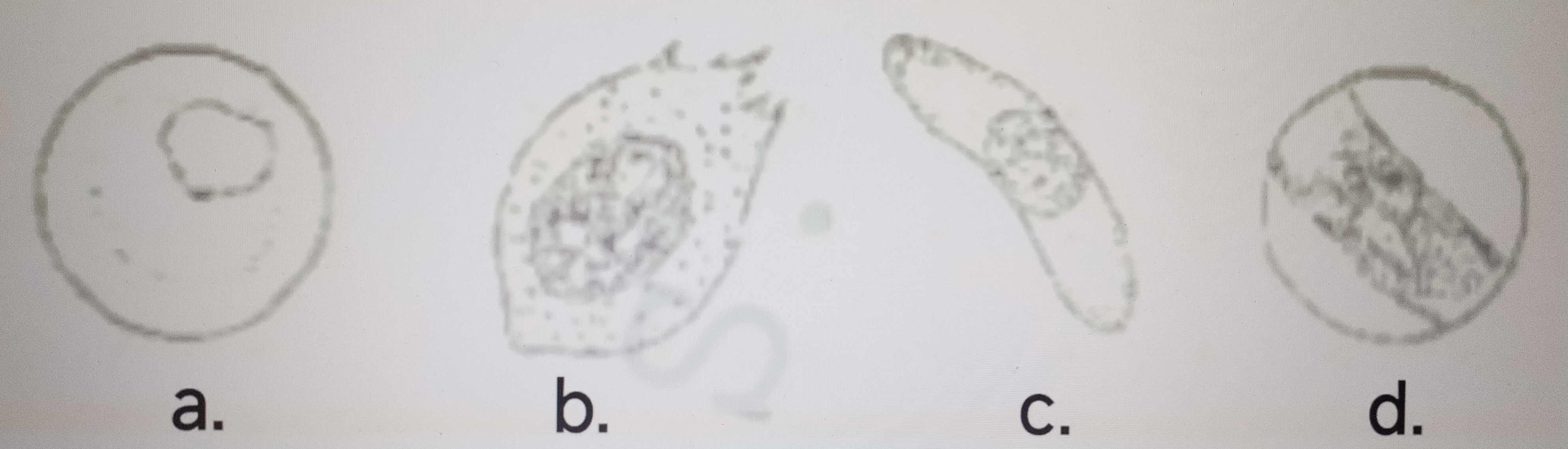 <p>Which of the following is a gametocyte</p><p class="has-focus"></p>