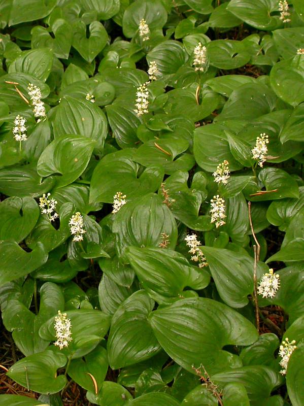 <p>False lily of the valley</p>