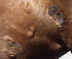 <p>secondary to bacterial infection of staph and strep</p><p></p>