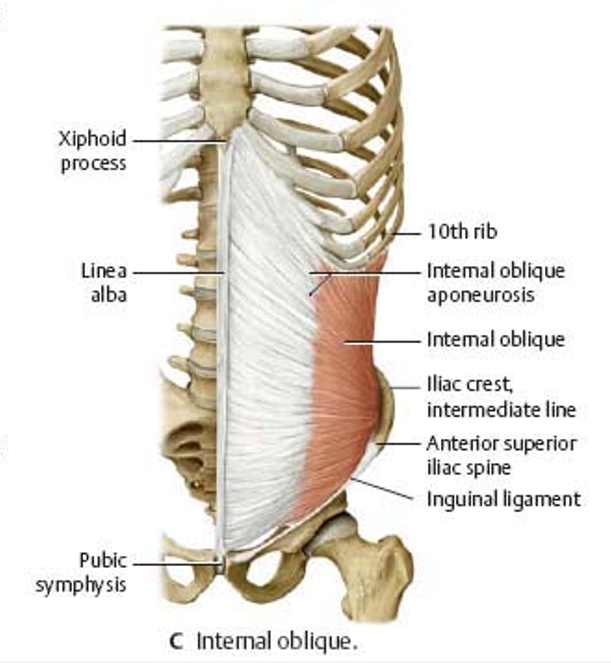 <p>internal abdominal oblique </p>