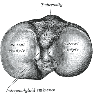 <p>Intercondylar eminence </p>