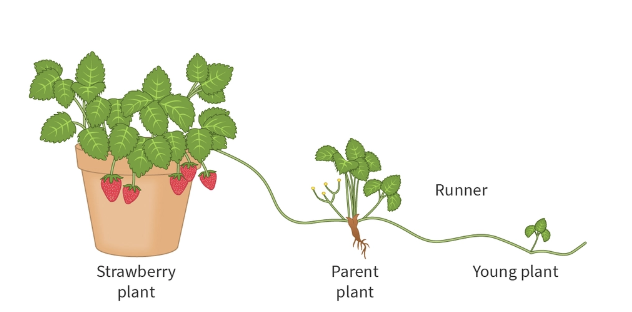 <p>Strawberry plants </p>