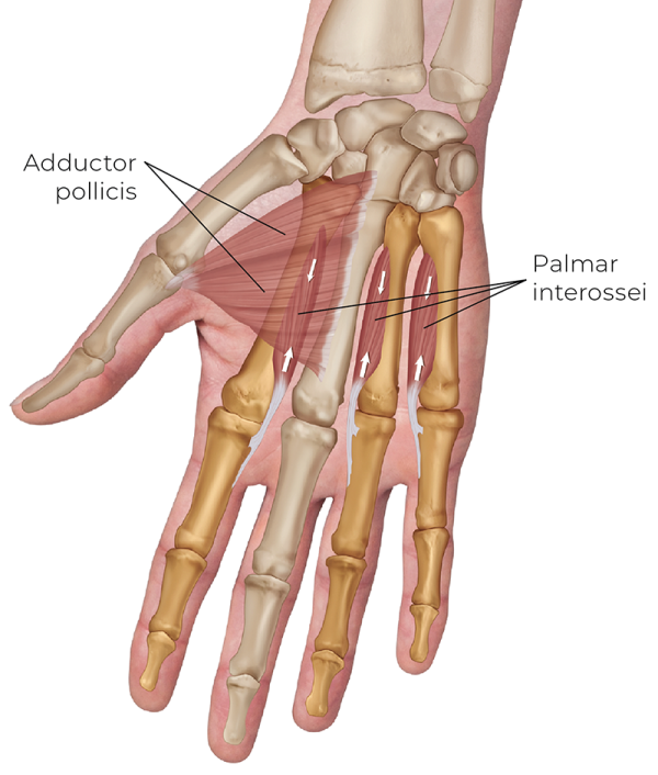 <p>what is the innervation to the palmaris brevis, adductor pollicis, palmar interossi?</p>