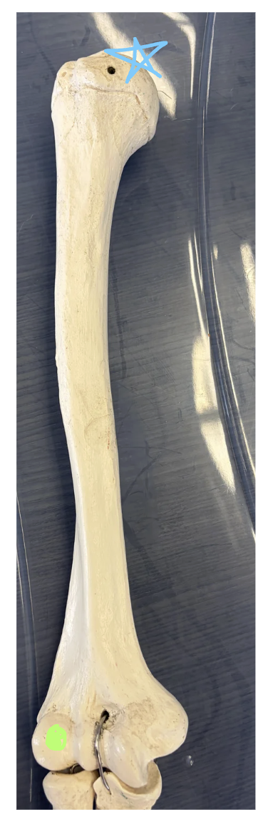 <p>Blue star: Name this structure</p><p>Green circle: Name this structure</p><p>What movement occurs at this joint and what bone articulates at green circle?</p>