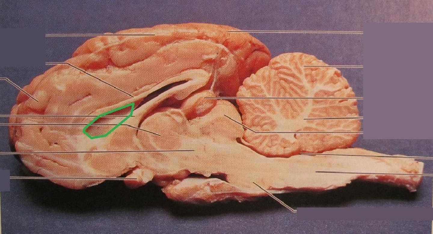 <p>inferior to rostral end of corpus callosum</p>
