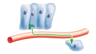 <p>What is an endocrine signal?</p>