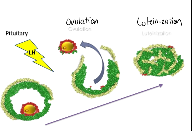 <p><span><strong>Cell Layers &amp; Their Functions</strong></span></p><table style="min-width: 75px;"><colgroup><col style="min-width: 25px;"><col style="min-width: 25px;"><col style="min-width: 25px;"></colgroup><tbody><tr><td colspan="1" rowspan="1" style="border-width: 0pt; vertical-align: top; width: 1.7194in; padding: 4pt;"><p><span><strong>Structure</strong></span></p></td><td colspan="1" rowspan="1" style="border-width: 0pt; vertical-align: top; width: 1.5312in; padding: 4pt;"><p><span><strong>Color (from lecture)</strong></span></p></td><td colspan="1" rowspan="1" style="border-width: 0pt; vertical-align: top; width: 3.9812in; padding: 4pt;"><p><span><strong>Function</strong></span></p></td></tr><tr><td colspan="1" rowspan="1" style="border-width: 0pt; vertical-align: top; width: 1.7194in; padding: 4pt;"><p><span><strong>Theca cells</strong></span></p></td><td colspan="1" rowspan="1" style="border-width: 0pt; vertical-align: top; width: 1.5312in; padding: 4pt;"><p>Light green</p></td><td colspan="1" rowspan="1" style="border-width: 0pt; vertical-align: top; width: 3.9812in; padding: 4pt;"><p>Produce <span><strong>testosterone</strong></span> (precursor for estrogen).</p></td></tr><tr><td colspan="1" rowspan="1" style="border-width: 0pt; vertical-align: top; width: 1.7194in; padding: 4pt;"><p><span><strong>Granulosa cells (mural)</strong></span></p></td><td colspan="1" rowspan="1" style="border-width: 0pt; vertical-align: top; width: 1.5506in; padding: 4pt;"><p>Natural/regular green</p></td><td colspan="1" rowspan="1" style="border-width: 0pt; vertical-align: top; width: 3.9618in; padding: 4pt;"><p>Convert testosterone → <span><strong>estrogen</strong></span>.</p></td></tr><tr><td colspan="1" rowspan="1" style="border-width: 0pt; vertical-align: top; width: 1.7388in; padding: 4pt;"><p><span><strong>Cumulus granulosa cells</strong></span></p></td><td colspan="1" rowspan="1" style="border-width: 0pt; vertical-align: top; width: 1.5312in; padding: 4pt;"><p>Red</p></td><td colspan="1" rowspan="1" style="border-width: 0pt; vertical-align: top; width: 4.1138in; padding: 4pt;"><p>Surround the oocyte; form the <span><strong>cumulus–oocyte complex (COC)</strong></span>.</p></td></tr><tr><td colspan="1" rowspan="1" style="border-width: 0pt; vertical-align: top; width: 1.7194in; padding: 4pt;"><p><span><strong>Oocyte</strong></span></p></td><td colspan="1" rowspan="1" style="border-width: 0pt; vertical-align: top; width: 1.5312in; padding: 4pt;"><p>Center</p></td><td colspan="1" rowspan="1" style="border-width: 0pt; vertical-align: top; width: 3.9812in; padding: 4pt;"><p>The egg cell that will be ovulated.</p></td></tr></tbody></table><p></p>