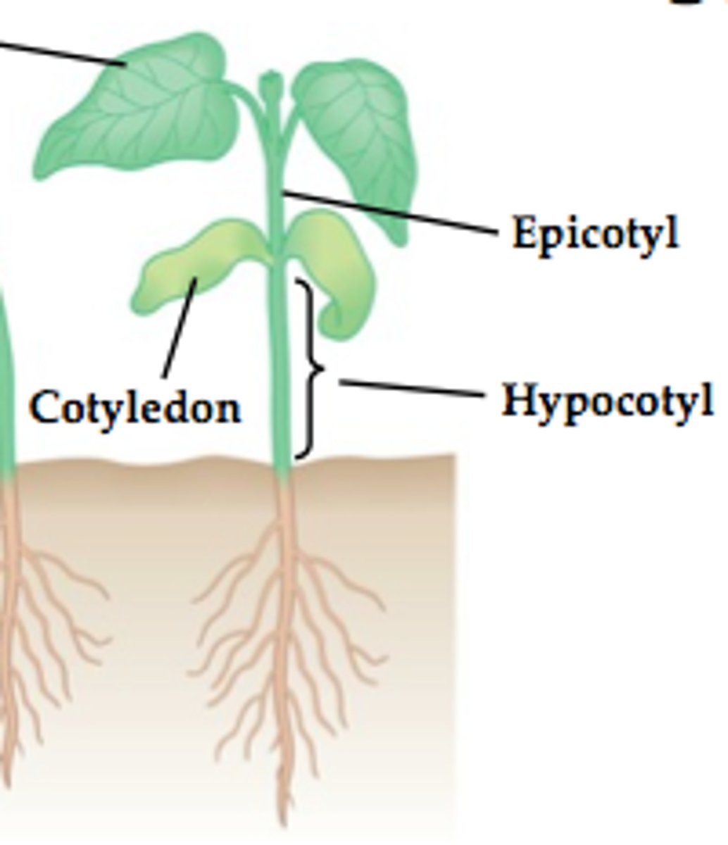 <p>hypocotyl</p>
