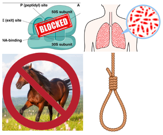 <p>Erythromycin </p><p>Azithromycin </p><p>Clarithromycin </p><p>Tylosin </p><p>Micotil/Tilmicosin (suicide drug. very dangerous if accidentally injected into humans) </p>