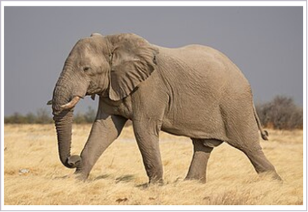 <p> What is the order of the animal shown?</p>