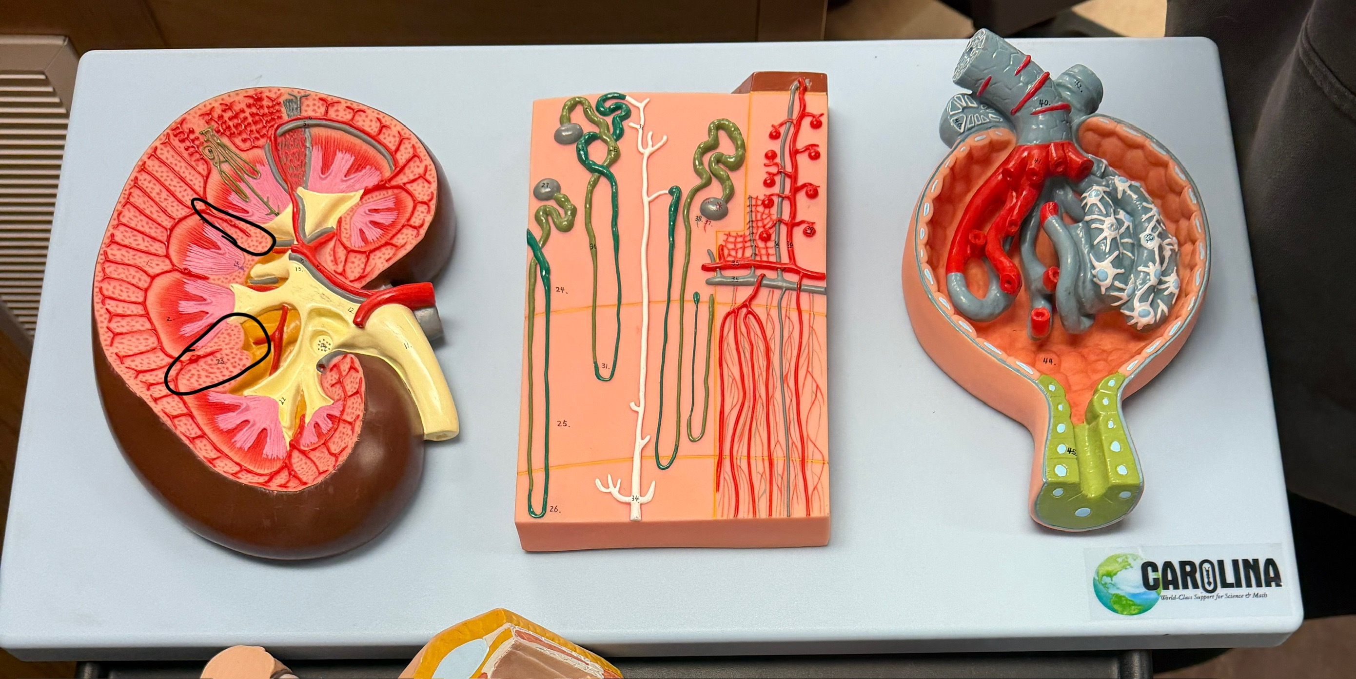 <p>name this structure</p>