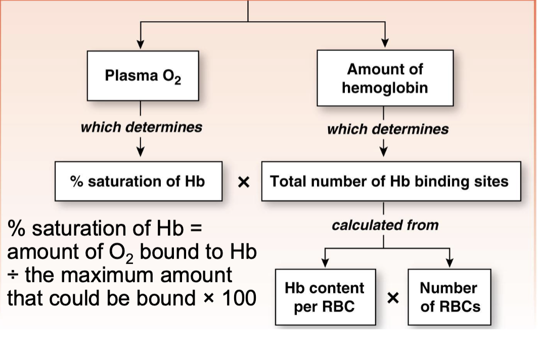 <ul><li><p>plasma O2 which determines the percent saturation of hemoglobin</p></li><li><p>amount of hemoglobin which determines the total number of Hb binding sites and is calculated from Hb content per RBC and number of RBCs</p></li></ul><p></p>