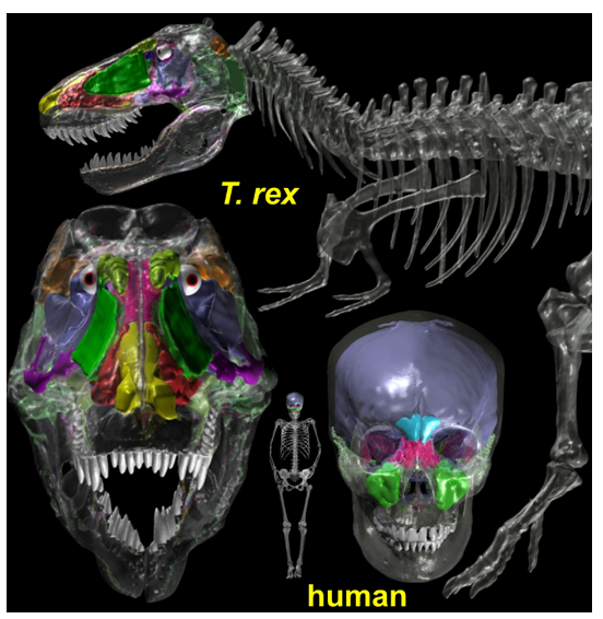 <p>Hollow cavities found within the frontal, ethmoid, sphenoid, and maxillary bones.</p><ul><li><p>Connected to the nasal cavity by small passageways</p></li><li><p>Warm, filter, and humidify air </p></li><li><p>Also enhance voice resonance and reduce the weight of the skull</p></li></ul><p></p>