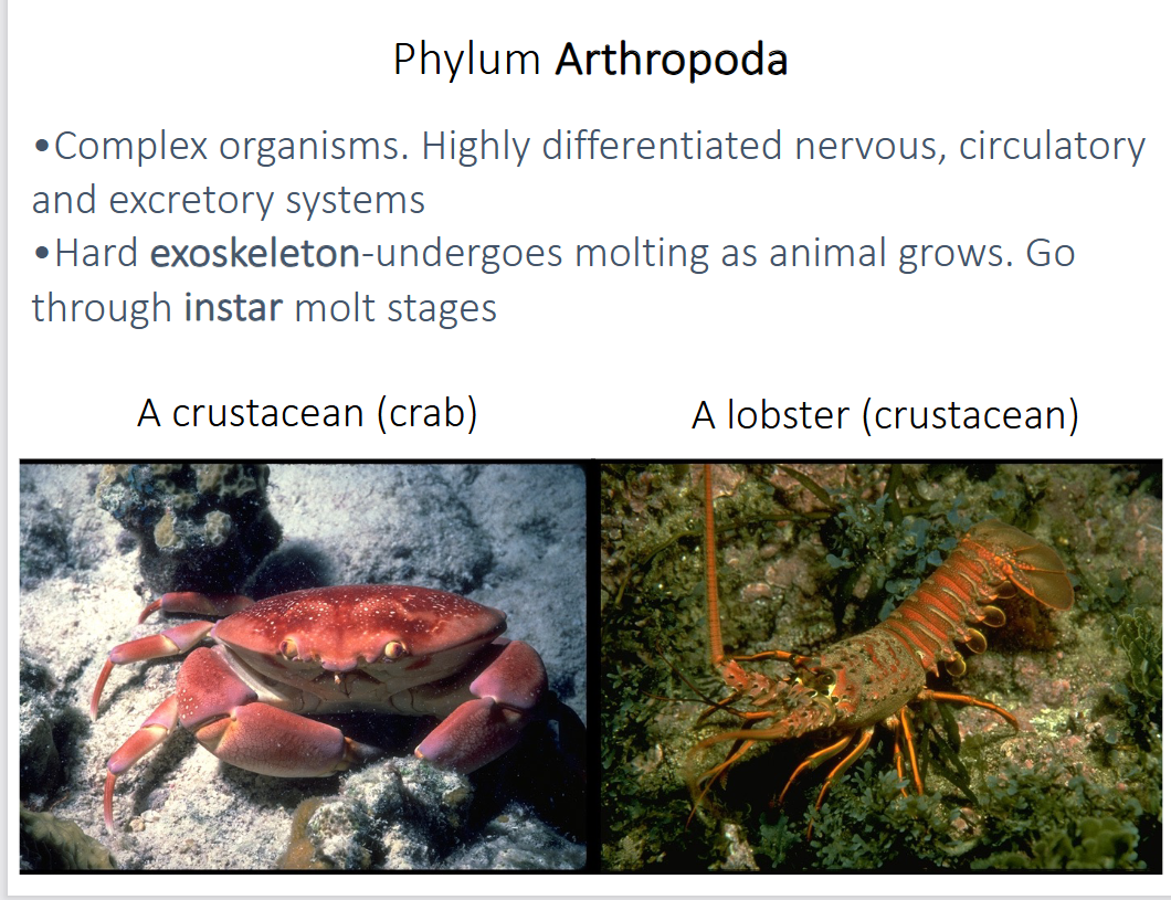 <p>-most diverse phylum (millions of species: mostly insects, several hundred thousand crustacean species in the ocean)</p><p>-complex organisms → highly differentiated nervous, circulatory and excretory systems</p><p>-hard exoskeleton → undergoes molting as the organism grows, goes through instar molt stages</p><p>-have bilateral symmetry with paired appendages (specialized for function → sensory, feeding, defense, display, locomotion and copulation)</p>