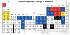 <p>Carbon, hydrogen, nitrogen, and oxygen (CHON), making up 96.5% of an organism's weight.</p>