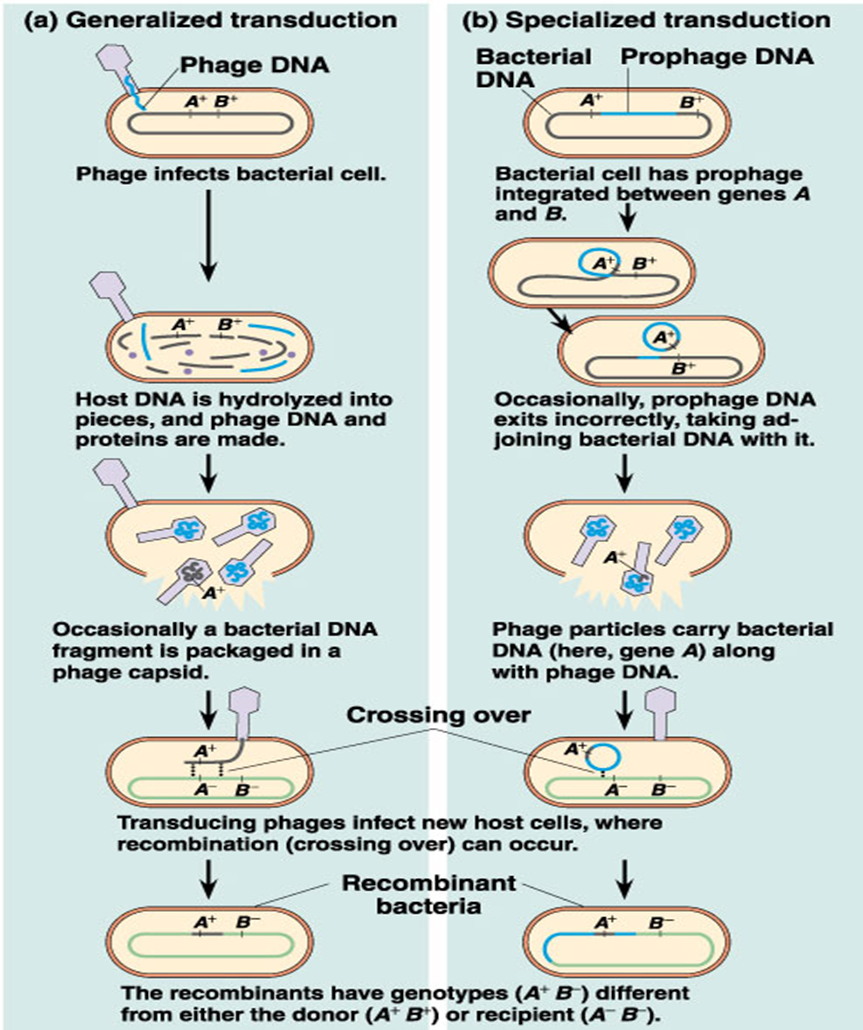 <p><span>bacterial viruses (bacteriophages) mistakenly carry bacterial genes from one host to the next</span></p>
