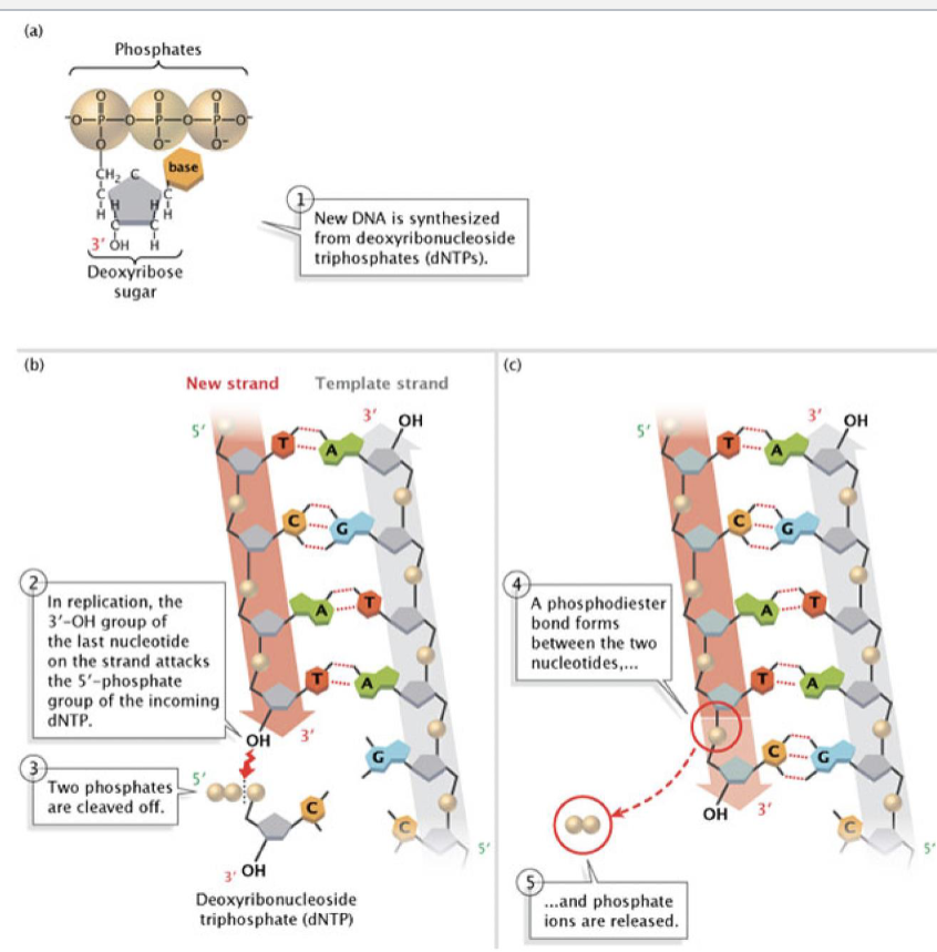 <p>The immediate hydrolysis of the pyrophosphate that is cleaved off helps with what?</p>