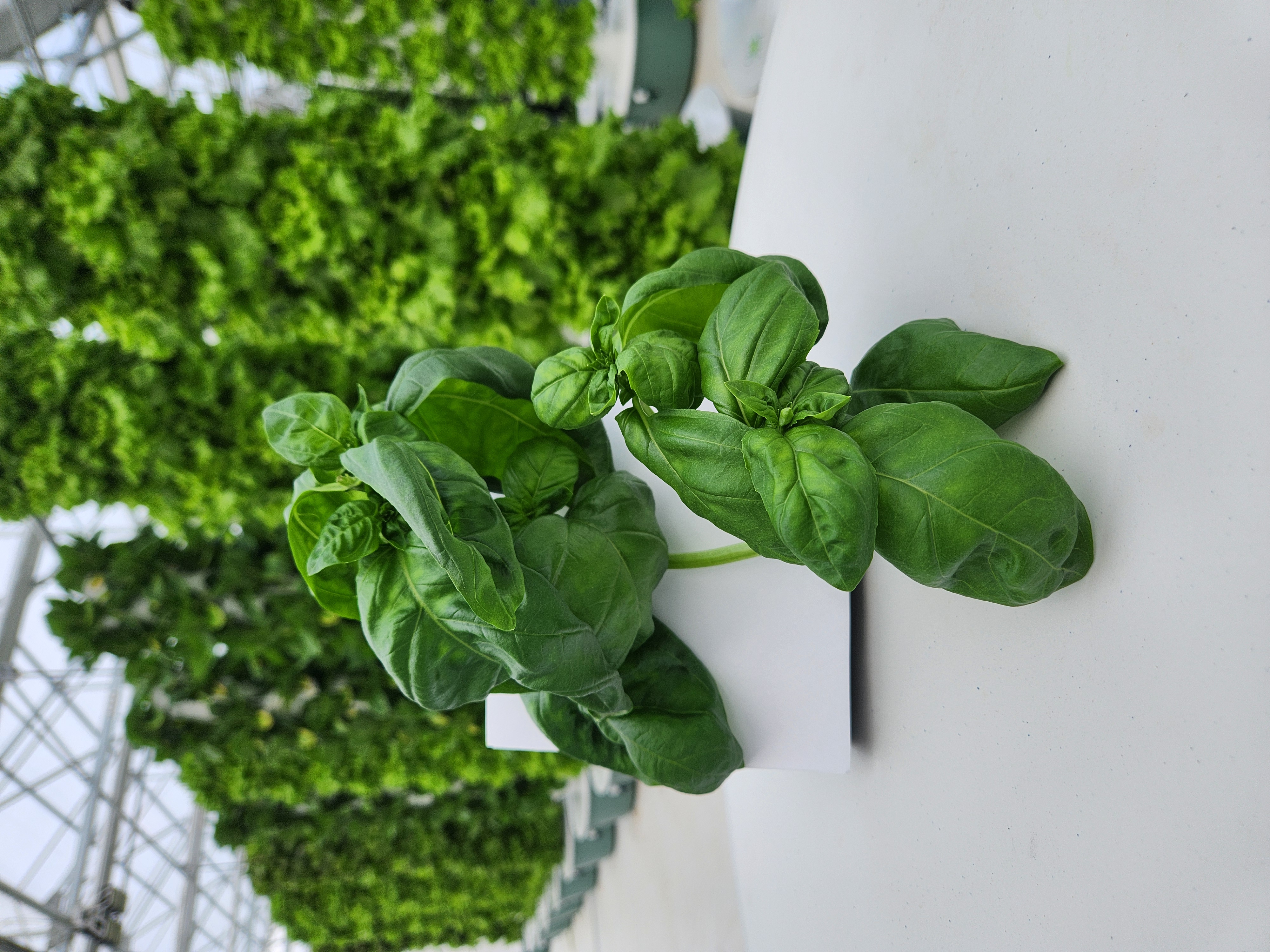 <p>Genovese Basil</p>