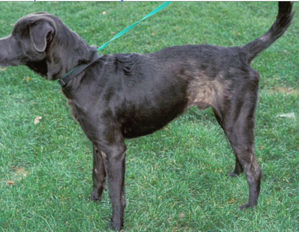 <p>dorsal/lumbar area.</p><p>Ca. aspect of rear legs.</p><p>Ventrum.</p><p>Tail base.</p>