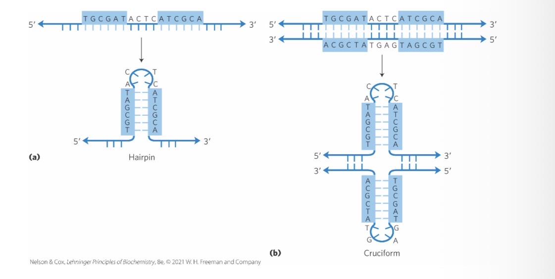 <p>Form form the self complementarity within each strand </p>