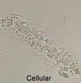 <p>Cellular Cast</p>