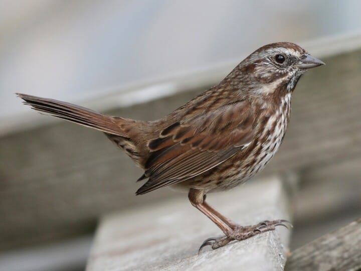 <p>song sparrow </p><p>heavy chevron streaks on breast<br>big dark spot on breast <br>brownish streaks on head</p>