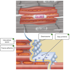 <p>Typically, each cardiocyte has one centrally located nucleus</p><p>*Intercalated discs* - specialized connections between cardiac muscle cells comprised of desmosomes, proteoglycans, and gap junctions</p><p>Very limited in terms of being able to repair itself</p><p>Striations</p>