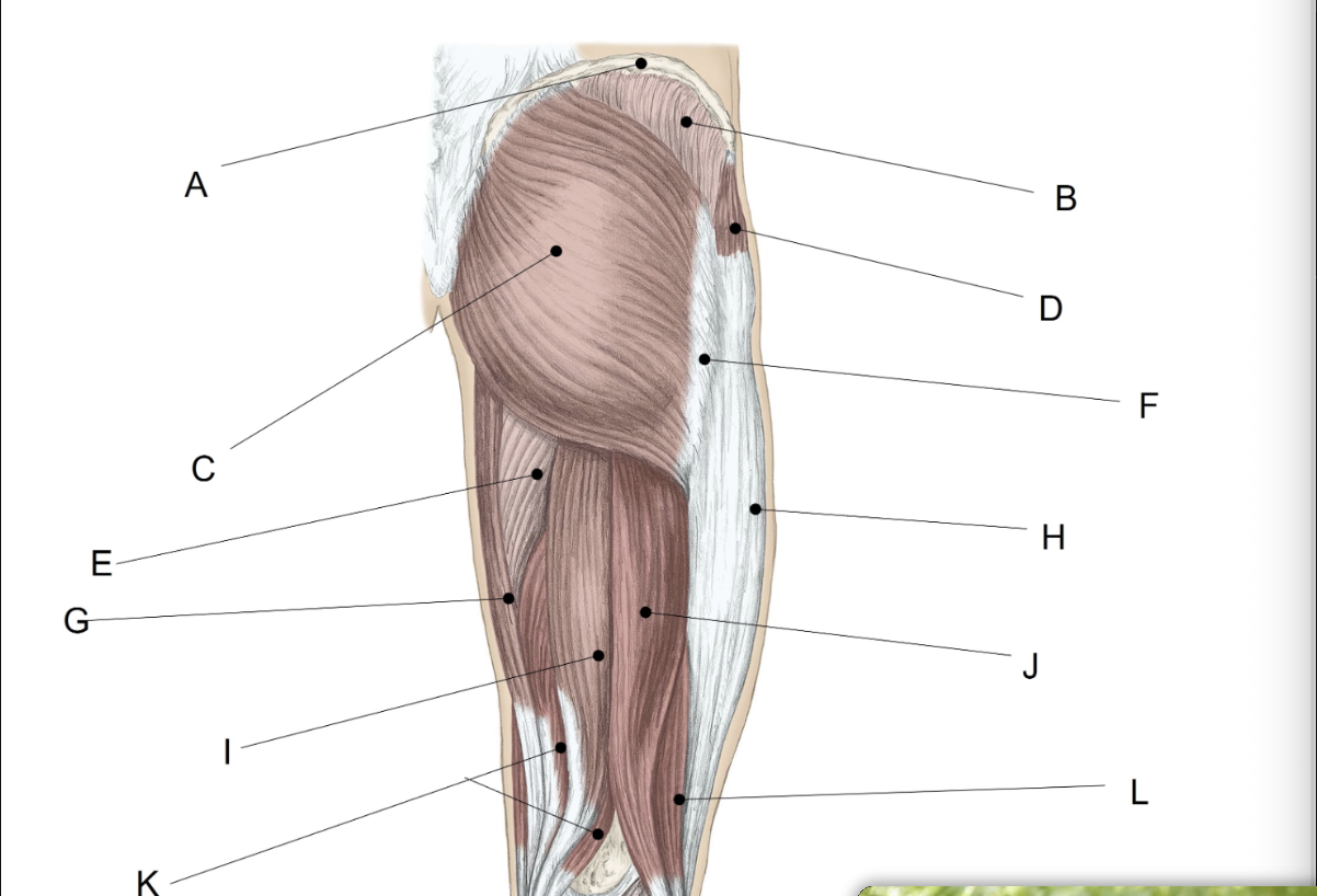 <p><span>Match the LETTER (A-L) with the anatomical structure it is labelling.</span></p>