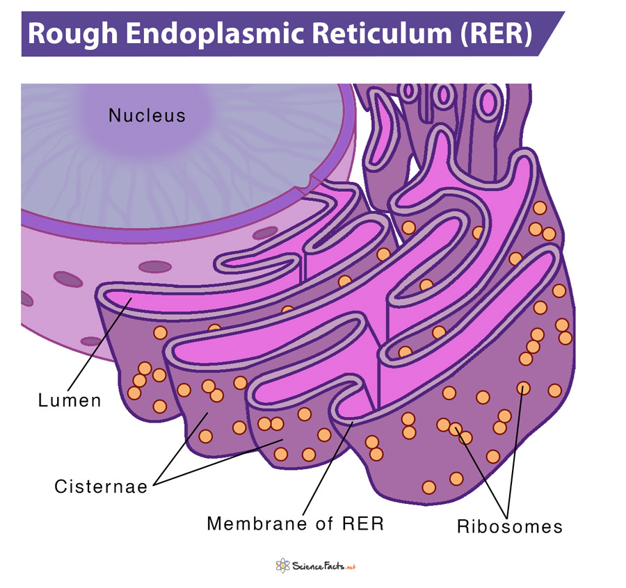 <p>Synthesizes proteins; it is studded with ribosomes.</p>