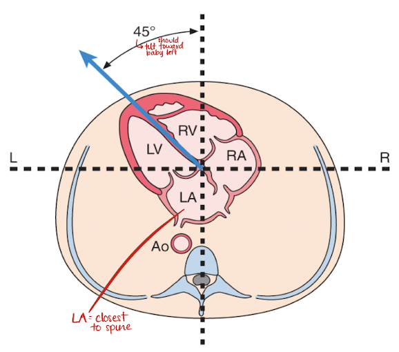 <ul><li><p>heart lies in mid chest, slightly to the left</p></li><li><p>ventricles (2)</p><ul><li><p>located anteriorly and inferiorly </p></li></ul></li><li><p>atria (2)</p><ul><li><p>located posteriorly and adjacent to base of heart </p></li></ul></li></ul><p></p>