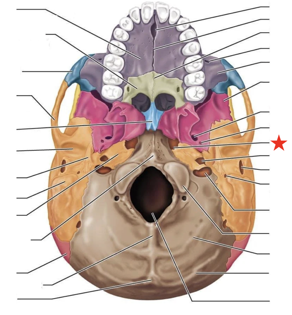 knowt flashcard image