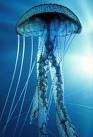 <p>A soft floating sea creature with long tentacles is a _____.</p>
