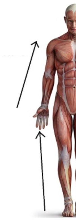 <p>nearer to trunk or point of origin</p>