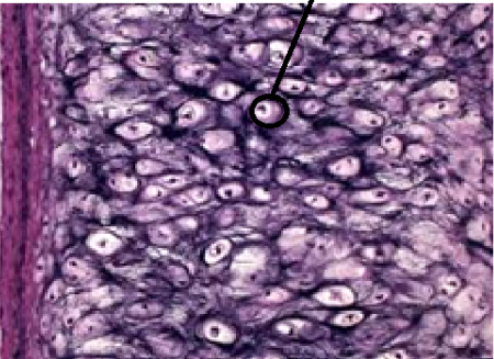 <p>ID Structure</p>