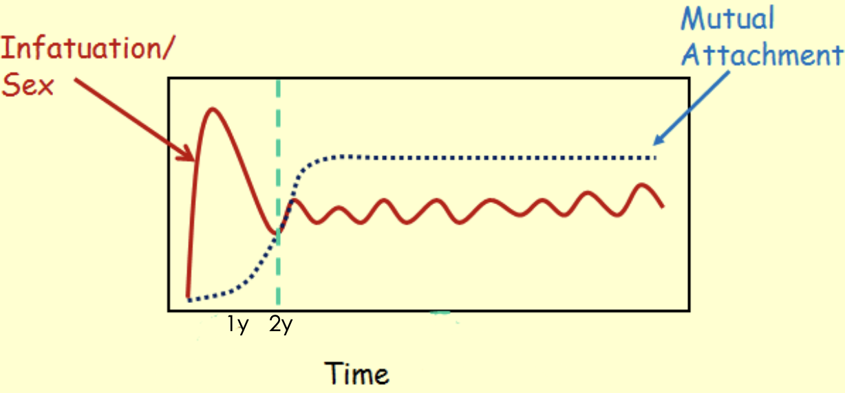 <p>initial, sudden onset has most infatuation, peak @ 6 months, wane up until end of <strong>2 yrs</strong>, after 2 yrs (green line) relation ends or mutual attachment where infatuated w/partner forever but never same intensity</p><ul><li><p>quick cohabitation shorten timeline while delayed sex &amp; long distance lengthens</p></li></ul><p></p>