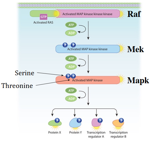 <p><span style="background-color: transparent;"><span>activated by Raf ie Map kinase kinase kinase - activated by Ras bound to GTP - activated by sos activated by grb2 activated by dimerisation of RTK activated by dimerised ligand binding – overall outcome is changes in transcription, phosphorylation of other second messengers perpetuating the signal </span></span></p>