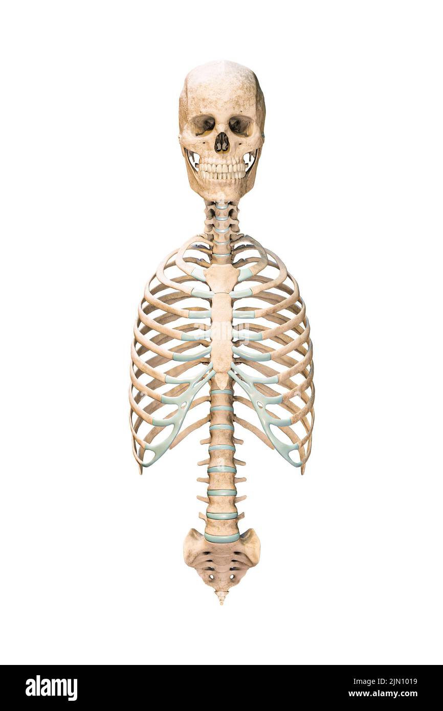 <p>Axial skeleton</p>