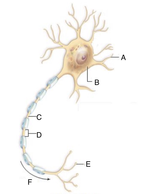 <p>Identify C and describe function</p>
