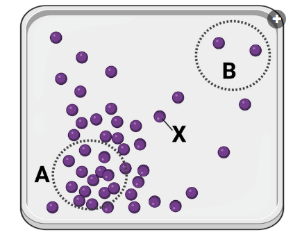 <p>The figure shows a container in which a set of identical molecules (purple dots) are diffusing. &nbsp;Two areas of equal size are designated by dashed lines (area A and area B). &nbsp;The molecule labeled as X is the same distance from area A and from area B.<br>Which statement is correct?</p><p><br>a. Molecule X will more likely diffuse to area A before diffusing to area B.<br>b. Molecule X will more likely diffuse to area B before diffusing to area A.<br>c. Molecule X is equally likely to diffuse to area A or area B.</p>