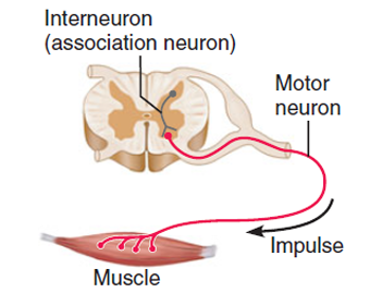 <ul><li><p>Lie between sensory and motor neurons; integrate inputs and coordinate outputs.</p></li><li><p>Confined entirely to the CNS; make up >99% of all multipolar</p></li></ul><p></p>
