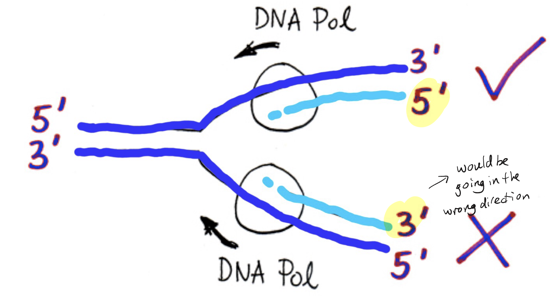 <p>Leading strand can be made continuously as its template strand goes 3’ to 5’ from the fork, meaning it can be made from 5’ to 3’. However this means the other template strand (paired antiparallel) will be 5’ to 3’ from the fork, which means it is impossible to create a continuous strand via nucleic acid rules.<br>2 DNA pols needed: one at each strand</p>