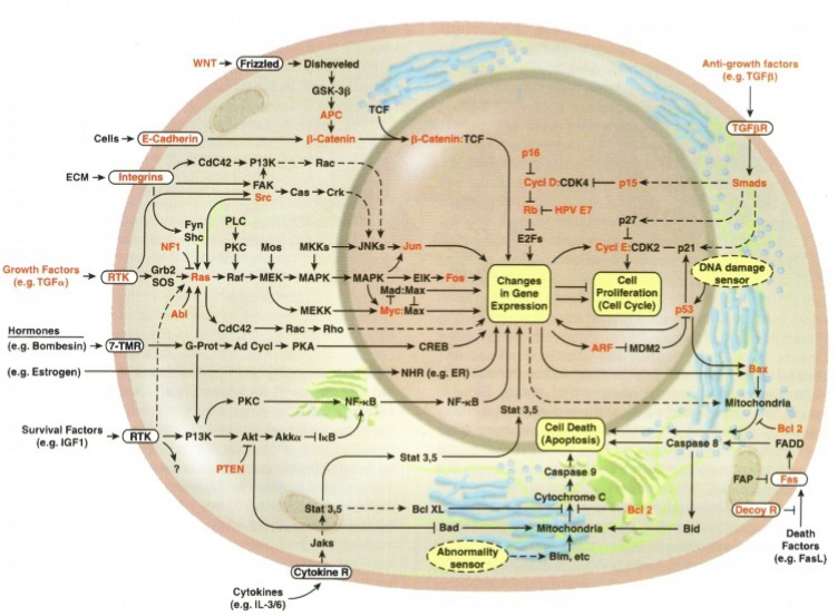 <p>Cancer is driven by genetic and <strong>epigenetic</strong> alterations which cause constitutive activation of growth pathways and inactivation of tumor suppressors</p>