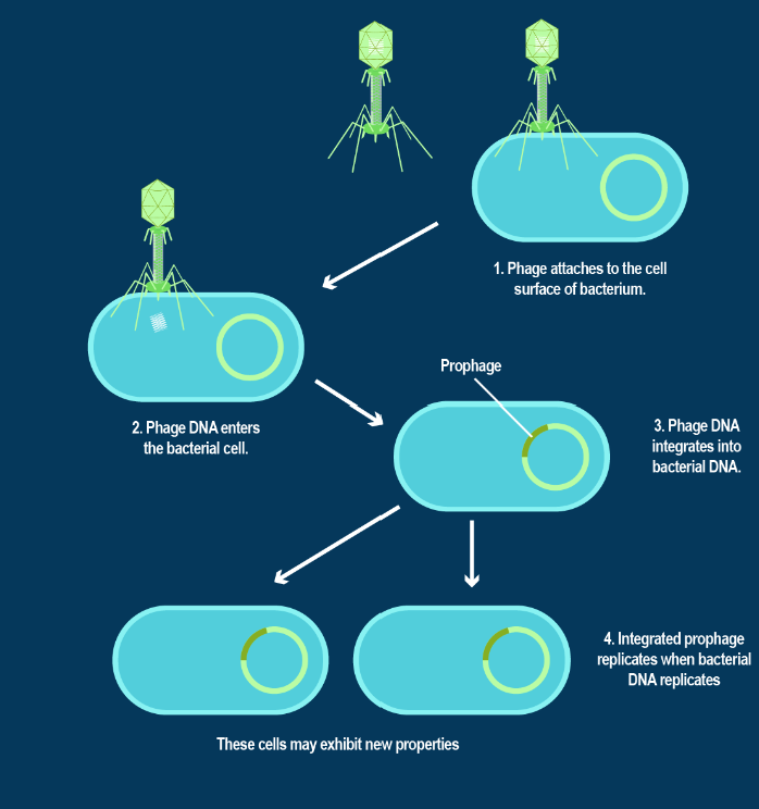 <p><strong>Virulence Factor</strong>:</p><p>• Beta hemolysin, Streptokinase, Hyaluronidase, Capsules + M proteins</p><p>• Erythrogenic toxin (also known as streptococcal pyrogenic exotoxins) made via lysogenic cycle: Toxin producing gene is on a bacteriophage → Viral infection of S. pyogenes leads to a prophage (hybrid genetic material) →  S. pyogenes will now produce erythrogenic toxins</p><p></p><p><strong>Diagnosis:</strong></p><p>• Serological tests (Rapid antigen detection tests) + Beta hemolysis on blood agar</p>