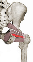 <p>ischial tuberosity (of ischium)</p>