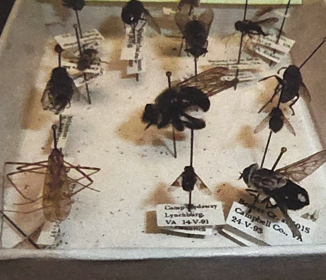 <p>What order are flies in </p>