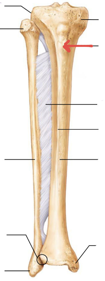 <p>what is this part of the tibia or fibula?</p>